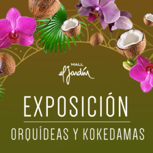 Exposición de orquídeas y kokedamas